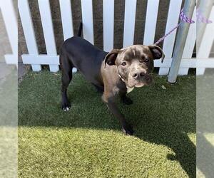 American Pit Bull Terrier-Unknown Mix Dogs for adoption in Modesto, CA, USA