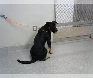 German Shepherd Dog-Unknown Mix Dogs for adoption in Pasadena, TX, USA