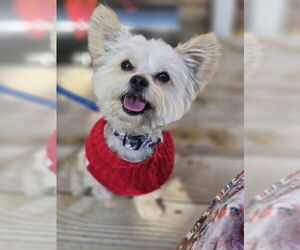 Mutt Dogs for adoption in Sandy, UT, USA