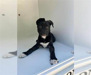 Labrador Retriever-Unknown Mix Dogs for adoption in Houston, TX, USA