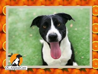 Borador Dogs for adoption in Orange, CA, USA