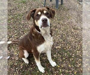 Labrador Retriever-Unknown Mix Dogs for adoption in Conroe, TX, USA