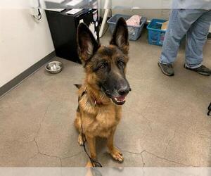 German Shepherd Dog Dogs for adoption in Berkeley , CA, USA