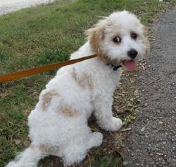Cavachon Dogs for adoption in Sanford, FL, USA
