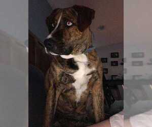 Boxer Dogs for adoption in Whitestone, NY, USA