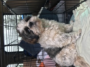 Shih Tzu Dogs for adoption in Parker Ford, PA, USA