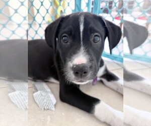 Labrador Retriever-Unknown Mix Dogs for adoption in Royal Palm Beach, FL, USA
