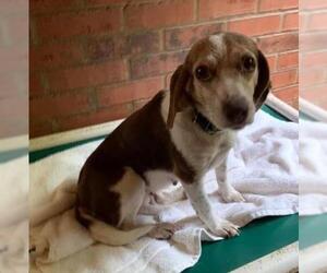 Beagle Dogs for adoption in Meridian, MS, USA