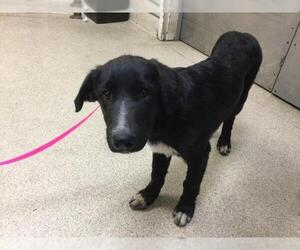 Labrador Retriever-Unknown Mix Dogs for adoption in Riverside, CA, USA