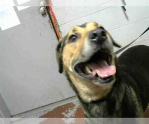 Labrottie Dogs for adoption in Atlanta, GA, USA