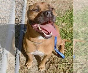 Bullboxer Pit Dogs for adoption in Dana Point, CA, USA