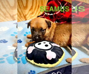 German Shepherd Dog-Unknown Mix Dogs for adoption in Alexander, AR, USA