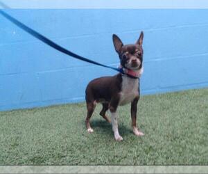 Chihuahua Dogs for adoption in Orlando, FL, USA