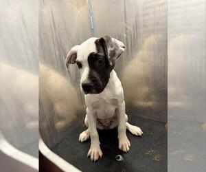 American Staffordshire Terrier-Unknown Mix Dogs for adoption in San Antonio, TX, USA