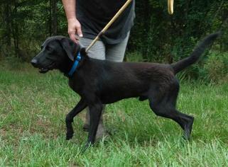 Labrador Retriever-Unknown Mix Dogs for adoption in Jefferson, TX, USA