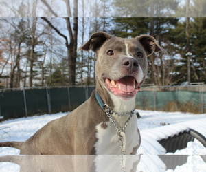 American Pit Bull Terrier Dogs for adoption in Armonk, NY, USA