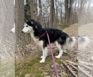 Border Collie Dogs for adoption in Chester, NJ, USA