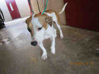 Bagle Hound Dogs for adoption in Lacombe, LA, USA