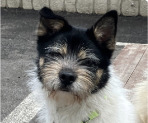 Mutt Dogs for adoption in San Ramon, CA, USA
