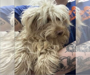 Maltese-Unknown Mix Dogs for adoption in Plymouth, MN, USA