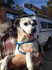 Medium Photo #1 Rat Terrier-Unknown Mix Puppy For Sale in Slidell, LA, USA