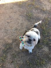 Shih Tzu Dogs for adoption in Phoenix , AZ, USA