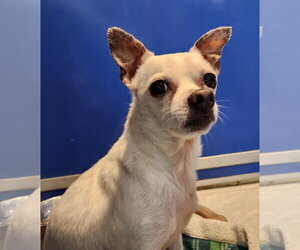 Chihuahua Dogs for adoption in Walnutport, PA, USA