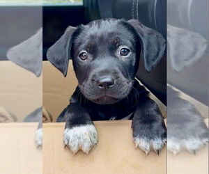 Labrador Retriever-Unknown Mix Dogs for adoption in Green Forest, AR, USA