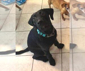 Labradoodle Dogs for adoption in Rootstown, OH, USA