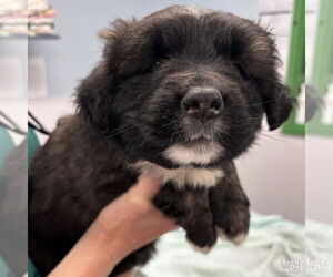 Australian Shepherd-Collie Mix Dogs for adoption in Washington, DC, USA