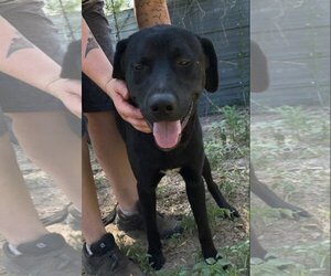 Labrador Retriever-Unknown Mix Dogs for adoption in Coventry, RI, USA