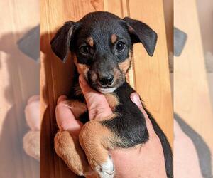 Dachshund-Unknown Mix Dogs for adoption in Pena Blanca, NM, USA