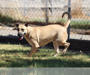 Mutt Dogs for adoption in El Centro, CA, USA