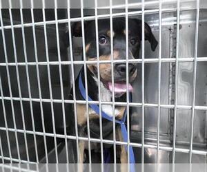 Rottweiler-Unknown Mix Dogs for adoption in Oklahoma City, OK, USA