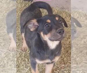 Mutt Dogs for adoption in San Antonio, TX, USA