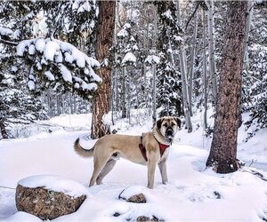 Anatolian Shepherd-Unknown Mix Dogs for adoption in Evergreen, CO, USA