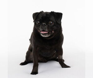 Pug Dogs for adoption in St. Louis Park, MN, USA