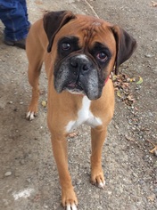 Boxer Dogs for adoption in Chico, CA, USA