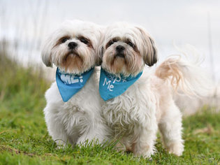 Shih Apso Dogs for adoption in Pacific Grove, CA, USA
