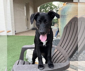 Labrador Retriever-Unknown Mix Dogs for adoption in Fort Worth, TX, USA