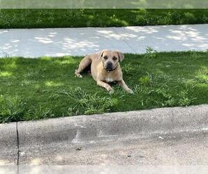 American Bulldog-Unknown Mix Dogs for adoption in Grand Prairie, TX, USA