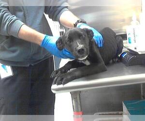Labrador Retriever-Unknown Mix Dogs for adoption in Fayetteville, NC, USA