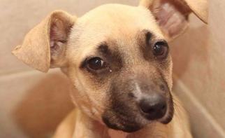 Bullmastiff Dogs for adoption in Rossville, TN, USA