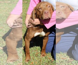 Labralas Dogs for adoption in Prattville, AL, USA