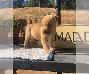 German Shepherd Dog Dogs for adoption in Stockton, CA, USA
