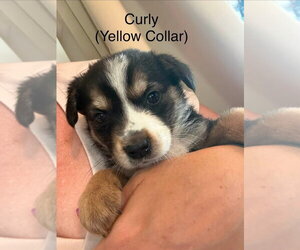 Australian Shepherd-Unknown Mix Dogs for adoption in Aurora, IN, USA