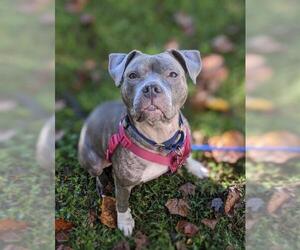 American Pit Bull Terrier Dogs for adoption in Richmond, VA, USA