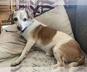 Chihuahua-Unknown Mix Dogs for adoption in Pasadena, CA, USA
