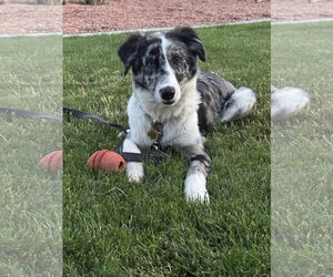 Australian Shepherd-Unknown Mix Dogs for adoption in Sandy, UT, USA