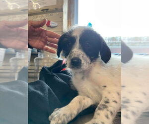 Labrador Retriever-Unknown Mix Dogs for adoption in Foristell, MO, USA